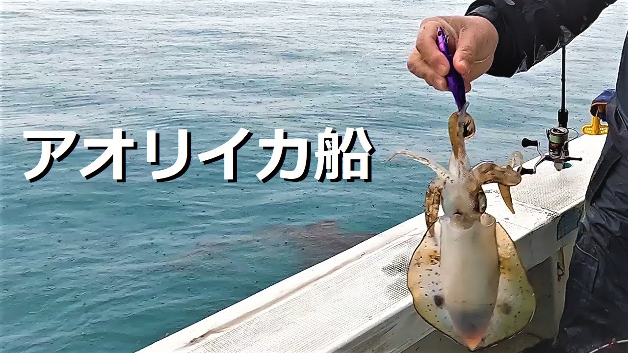 船から狙うアオリイカ ティップランかオモリとエギで楽しめる Youtube