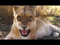 Why Do These LIONS Need a MANICURE? | The Lion Whisperer
