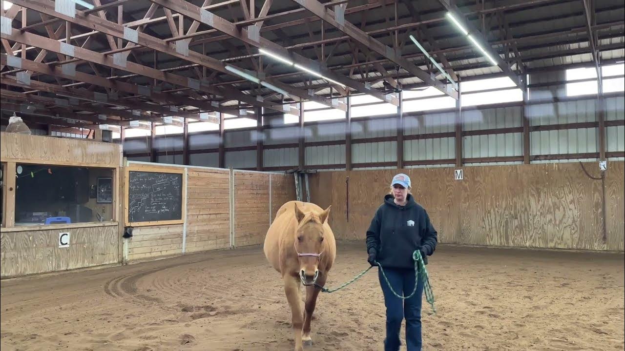 Asking your horse to walk Slow, Medium and Fast in hand YouTube