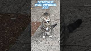 #unfriendly #cat