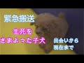 【生死をさまよった子犬】ﾃｨｰｶｯﾌﾟﾌﾟｰﾄﾞﾙ/出会いから今まで/生後5ヵ月の子犬/緊急搬送