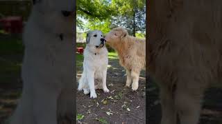 The dog is just sat there like &#39;WTH is going on??&#39; #shorts #dogs #funnydogs #funny #calf #cute