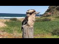 Кукабара (Kookaburra) на Garie Beach, Royal National Park, Сидней, Австралия