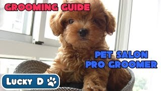 Grooming Guide - Pet Salon - Pro Groomer