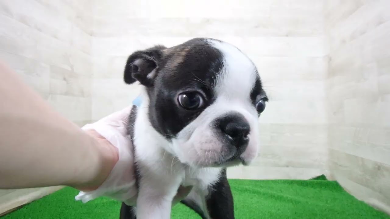 Coo&RIKU No.00748649 ボストンテリア - YouTube