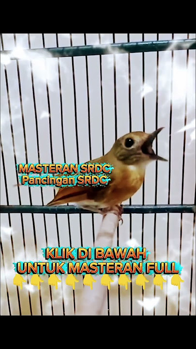 SRDC Isian Mewah 🔥 Pancingan & Masteran Audio Jernih Bikin Burung Cepat Gacor #srdcbaligacor