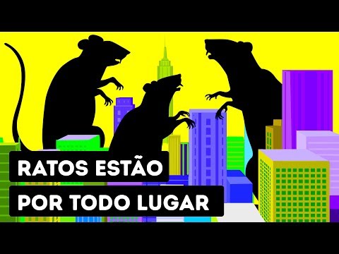 Vídeo: Destruição de ratos: soluções alternativas para o problema
