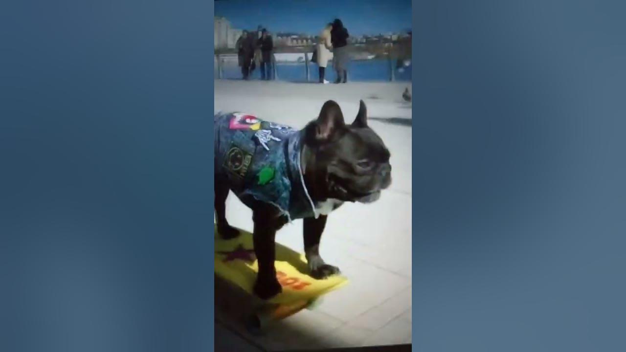 now that's a Frenchie that knows how to skateboard 🐶🐶🛹🛹 YouTube