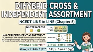 Dihybrid Cross and Law of Independent Assortment NCERT Ch-Principle of inheritance and variation