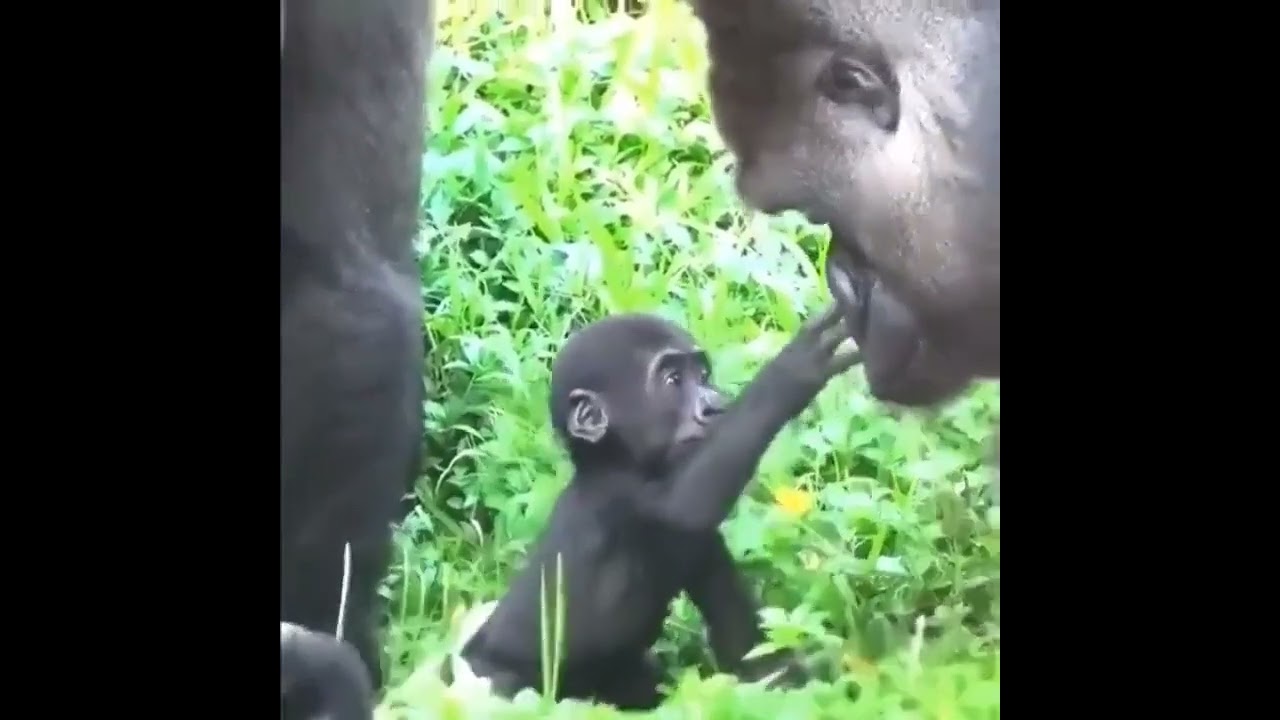 Baby gorilla meets its dad for the first time. Animals on YouTube