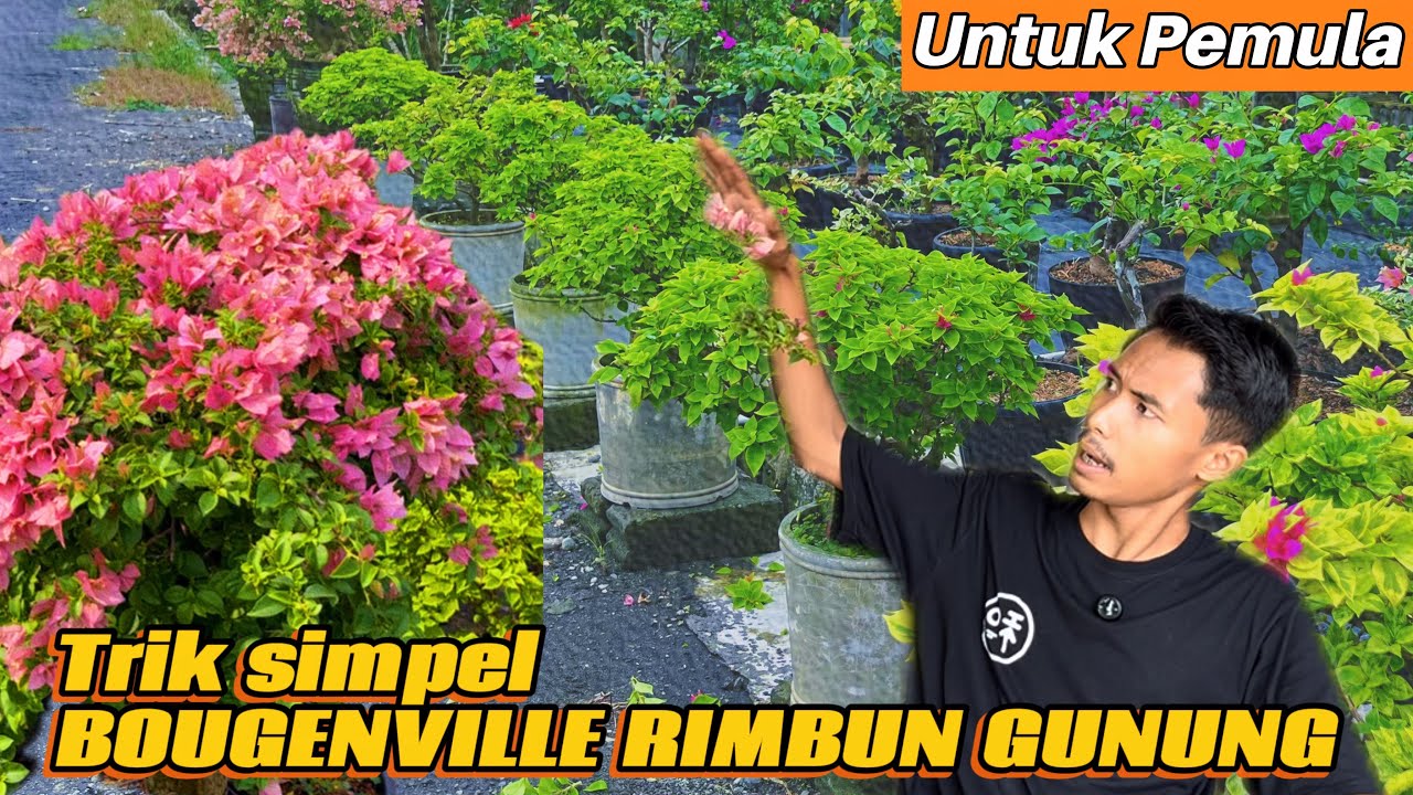 LAKUKAN CARA INI KALO MAU BOUGENVILLE CEPET RIMBUN !!!