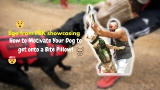 Watch and learn!!! Bite pillow!! How to motivate your dog?!!