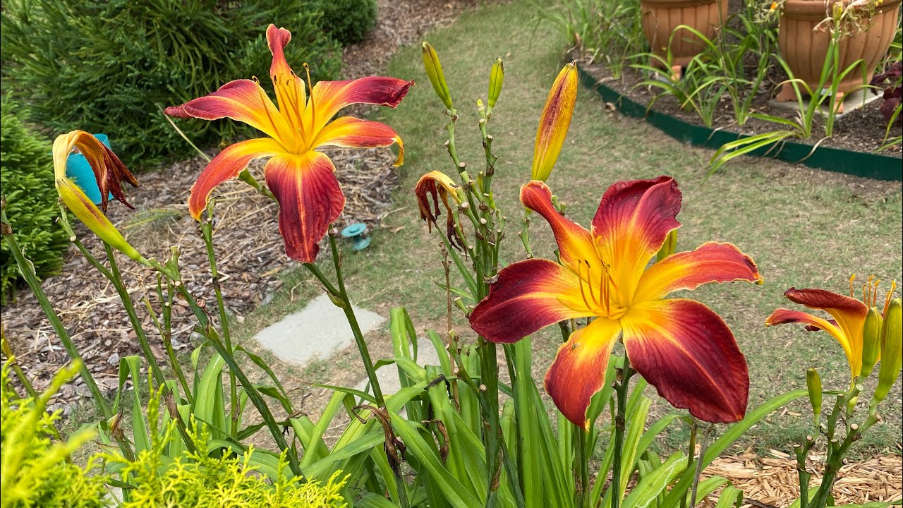 My Therapy Garden ASMR // How to Plant Daylilies in Utah // June 2025
