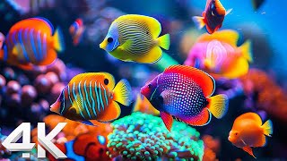 Beautiful Coral Reef Fish 4K (ULTRA HD)  Tropical Fish, Coral Reefs  Reduce Stress And Anxiety