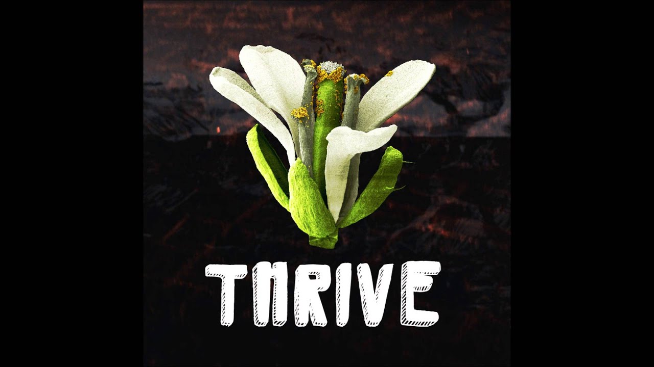 Mucket - Bumblebeehive