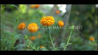 flower cinematic  Video