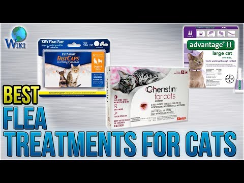 10-best-flea-treatments-for-cats-2018