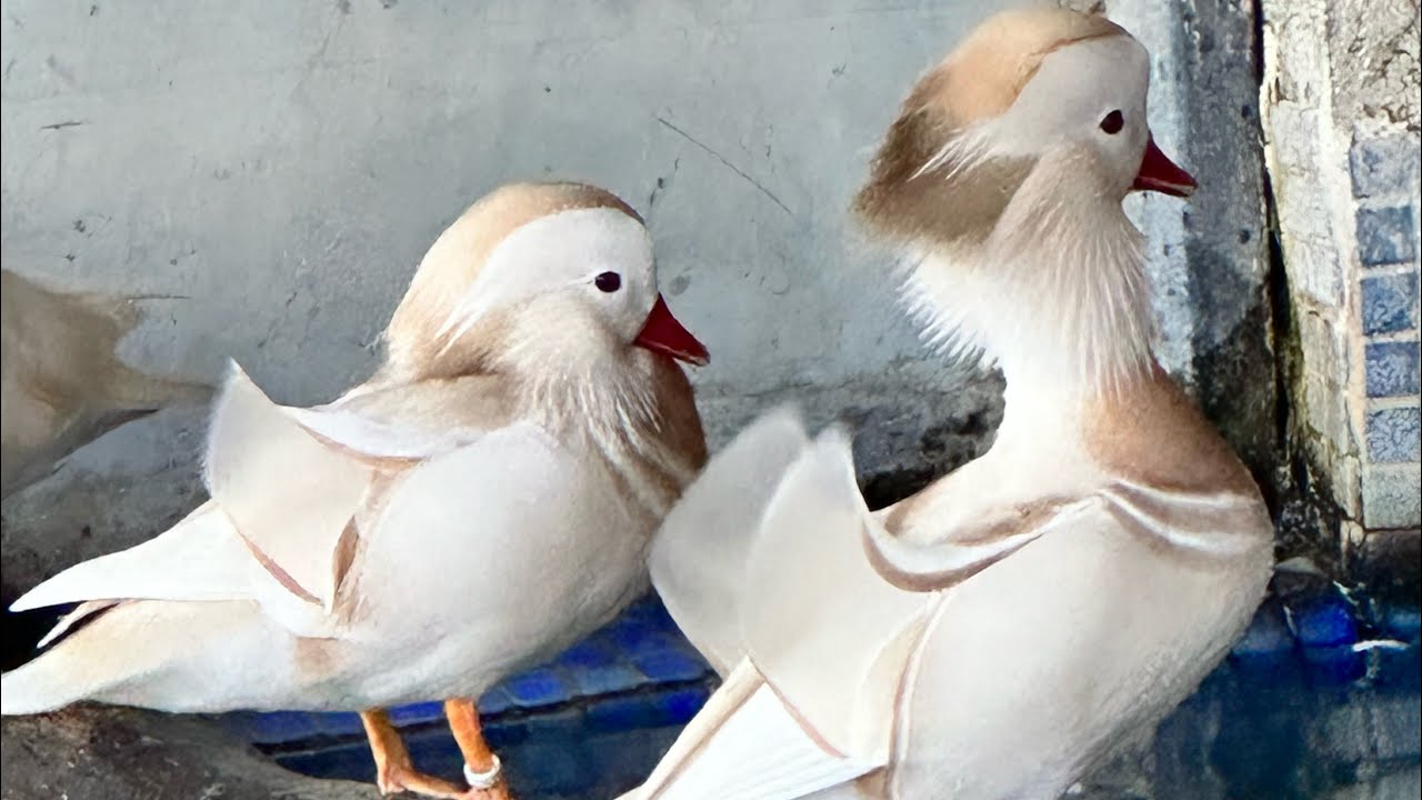 KACAK ÖRDEĞİ YAKALADİM!- EFSANE GERİ DONDU- KONUSAN TAVUK- HAYVANA BASLADİGİM YER- MUHABBET KUŞLARI