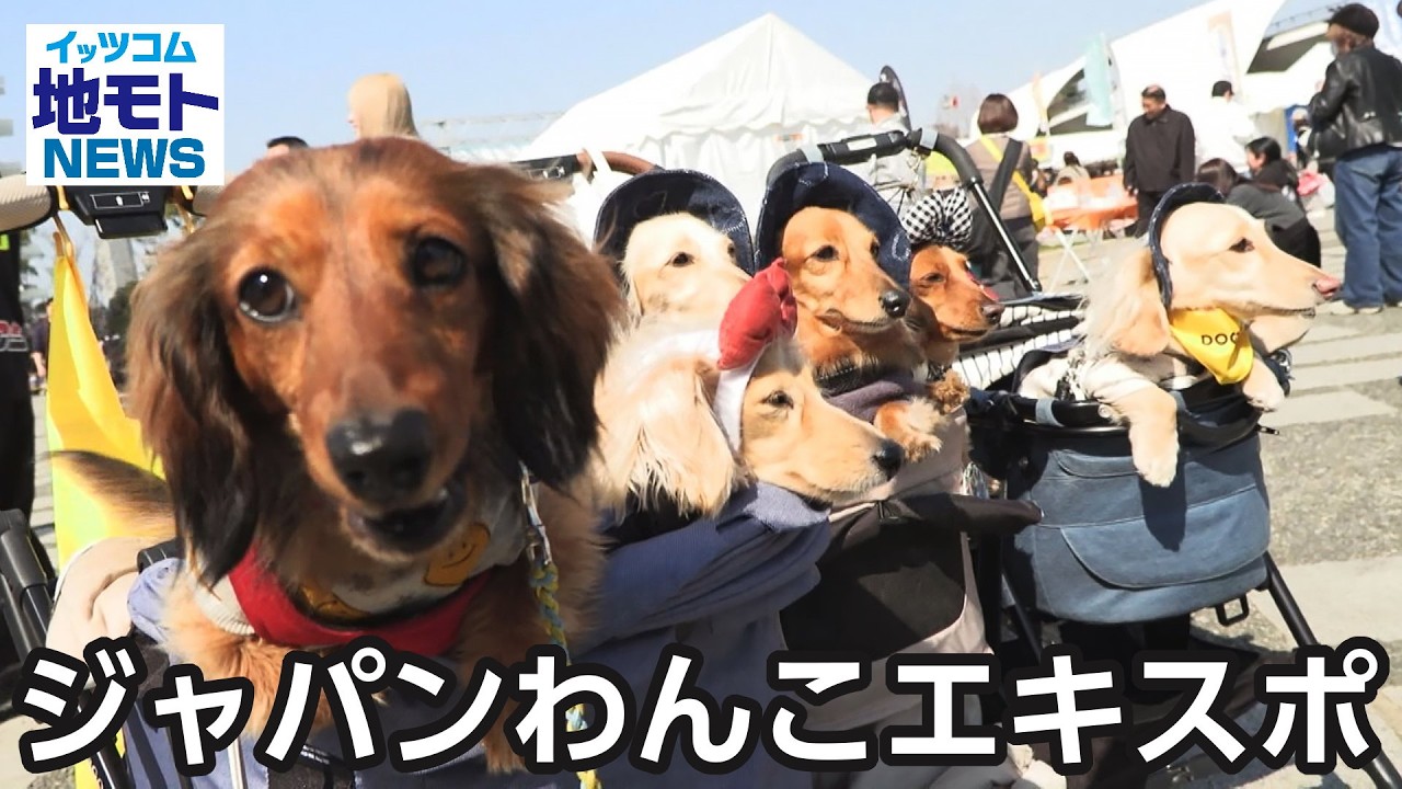 わんこ Japan Dog Expo [Local News] Broadcast on March 27, 2026 - YouTube