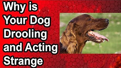 Why is Your Dog Drooling and Acting Strange (20 Dog Drooling Causes)