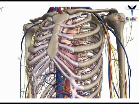 Vidéo: Sternum Cassé: Symptômes, Accident De Voiture, Traitement, Etc