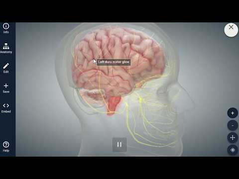 Video: Ontdek Hoe Stress Migraine Kan Veroorzaken