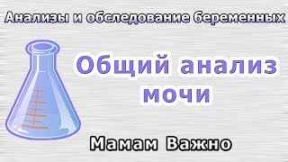 Анализы для беременных: Как сдавать общий анализ мочи?