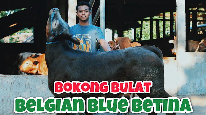 Ready Belgian blue di SAPI PEDIA WONOGIRI