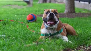 Olde English Bulldogge | Facts, History & Characteristics by All Animal Breeds 24 views 2 years ago 2 minutes, 1 second