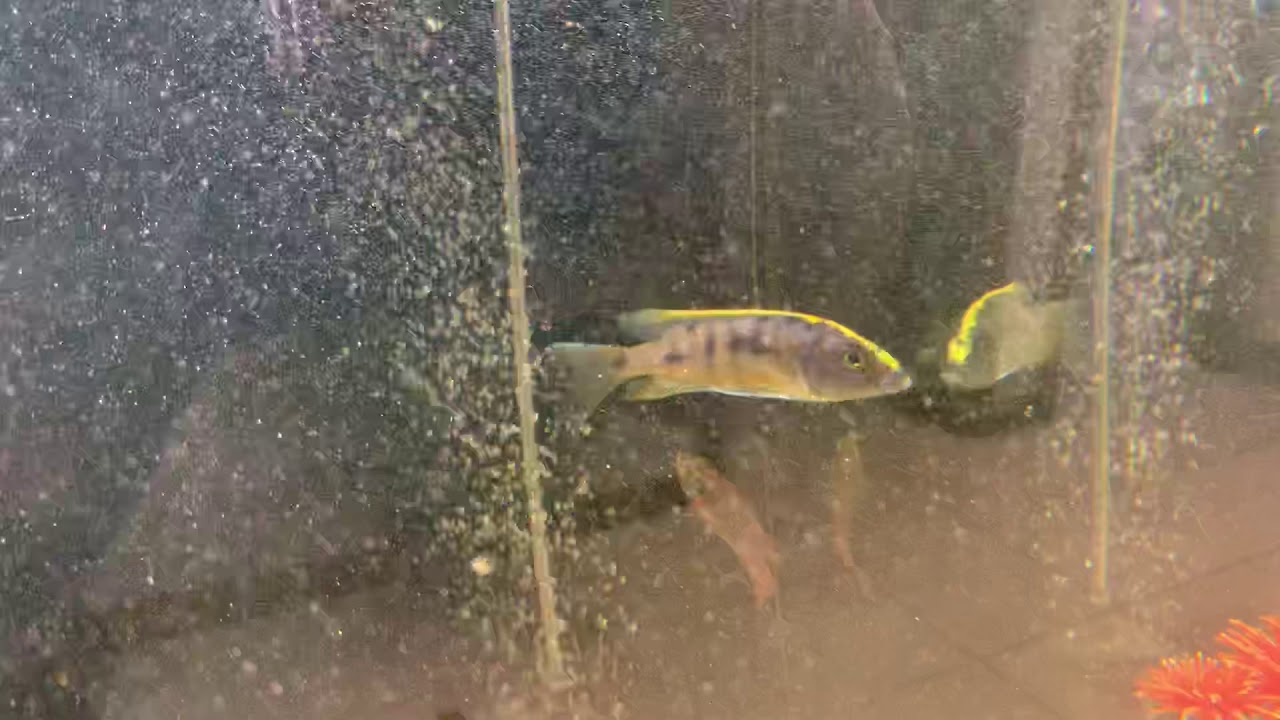 Know if your fish get skinny!