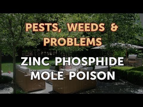 Video: Zinc Phosphide Lom Hauv Cov Cats