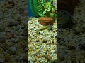 Pet Bowfin . #bowfinfishing #bowfin #nativefishtank #viralvideo #fishaquarium #foryou #dogfish