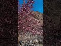 Yasin Valley Gilgit Baltistan #yasinvalley #gilgitbaltistan #viralvideo #shortsvideo