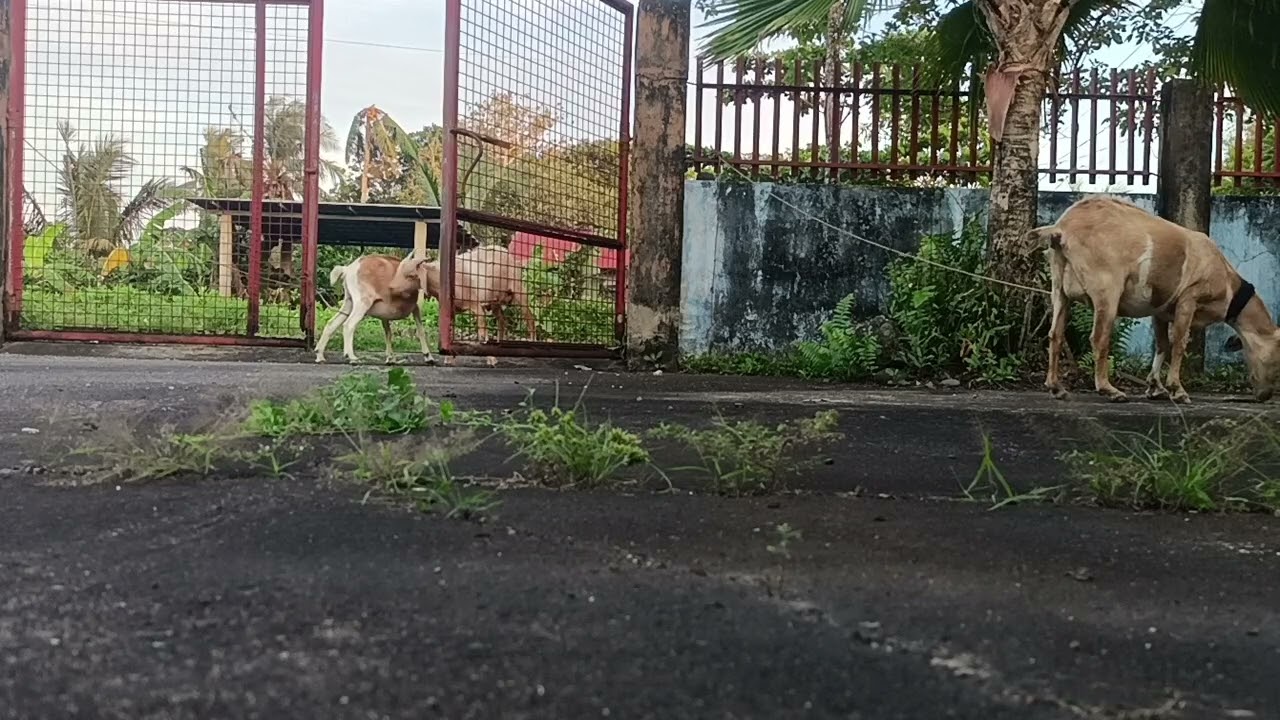 Good afternoon #goats #kids