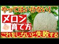 【超重要！メロンの基本】甘〜いメロンを収穫する最強の秘策とは♪初心者にも分かるメロンの育て方