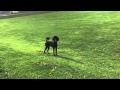 Standard Poodle 2 Years Old