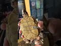 Feeding day for Rex and Sarah, a pair of three toed box turtles #shortsfeed #shortsvideo #shorts