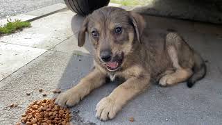 Poor hungry Puppy living on the street. This Puppy loved me so much.