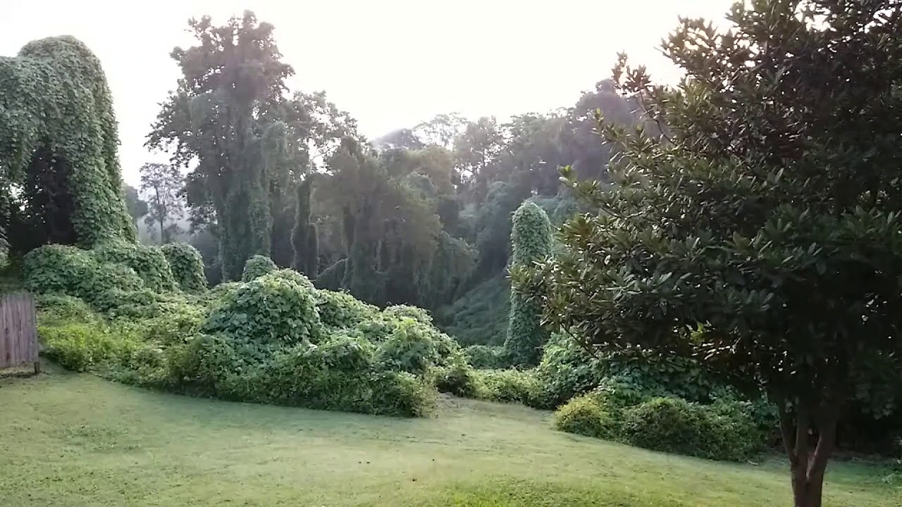 TLVS, "2017 Golden Cypress"