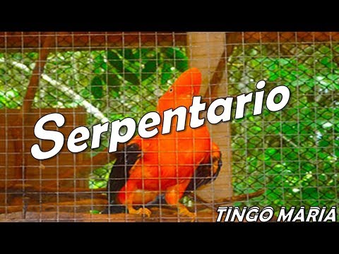✔Serpentario “Animal’s Paradise” Tingo María. hqdefault