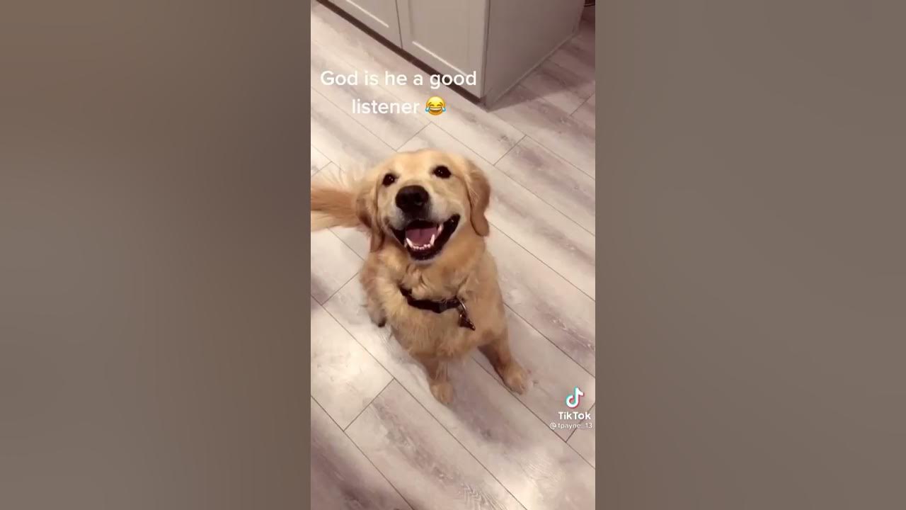 Tik Tok Dog turns around to music YouTube