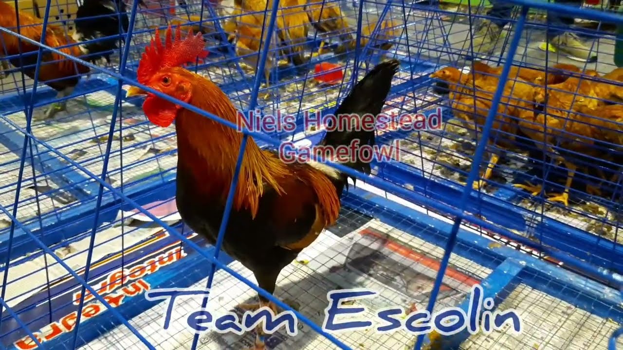 7th International Gamefowl Festival 2020 Team Escolin