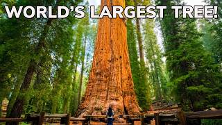 We Walked Beneath the Largest Trees on Earth in Sequoia National Park
