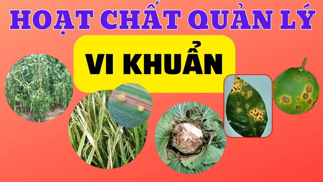 Tổng hợp các hoạt chất phổ biến quản lý VI KHUẨN | Kháng sinh và hoạt chất phòng trị vi khuẩn