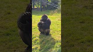 This Clever Gorilla Claps To Get People's Attention! #Gorilla #Asmr #Smart #Silverback