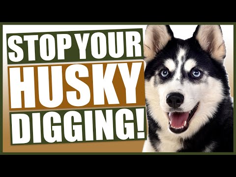 Video: 4 Tips Agar Husky Anda Berhenti Menggali