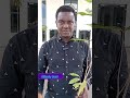 why Green Visit in Kaduna state government house