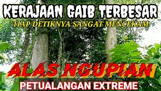Penelusuran Di Kerajaan Gaib Alas Ngupian Pusatnya Mahluk Halus