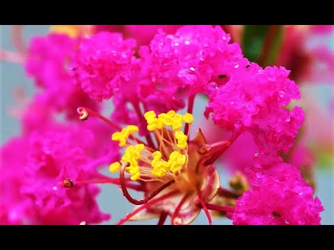 Видео: Зона 4 Azalea Bushes - Отглеждане на азалии в студен климат