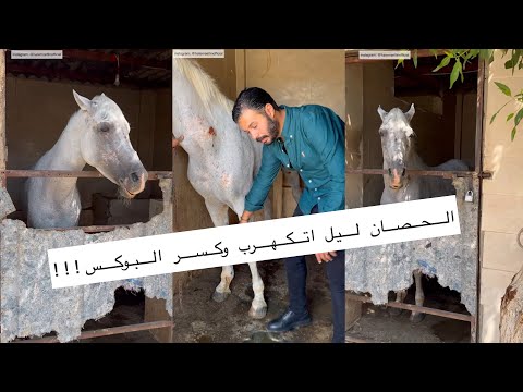 الحصان ليل اتكهرب وكسر البوكس وجرى فى الشارع